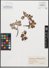 Foto von Salix reticulata L.